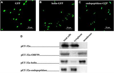 Functional Analysis of the Endopeptidase and Holin From Planktothrix agardhii Cyanophage PaV-LD